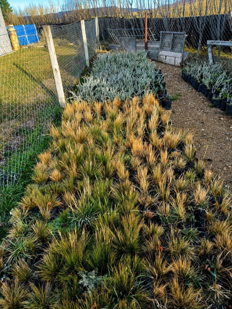 Cultivo a escala de plantas nativas