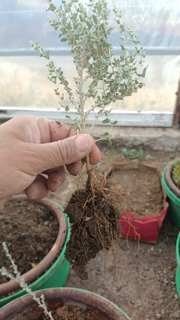 Raíz y desarrollo de planta nativa en Vivero El Molle